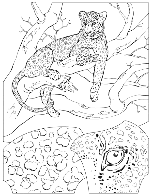 Plansa de colorat cu Leopard 27 20